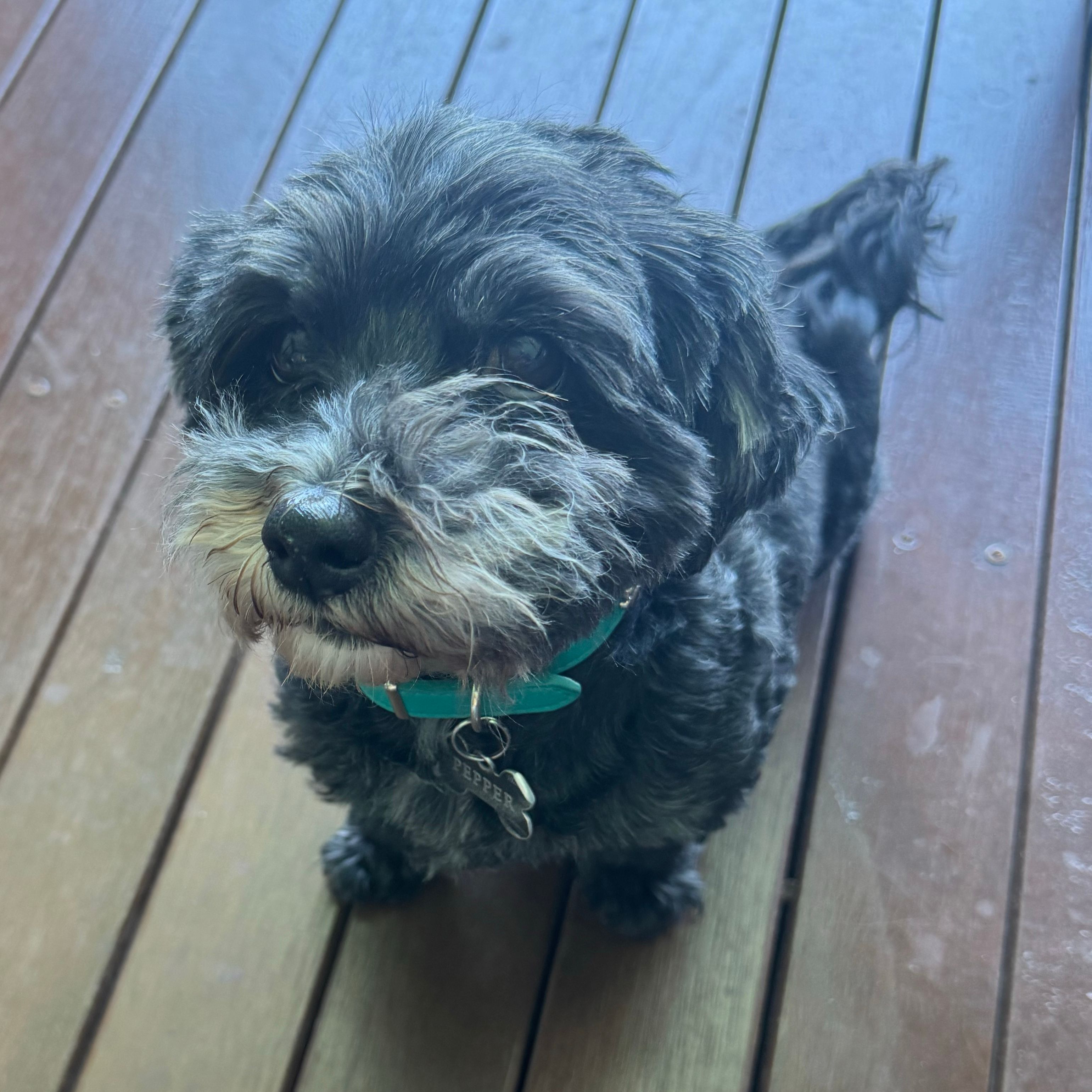 Pepper