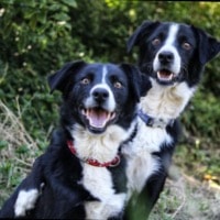 Nugget & Natcho