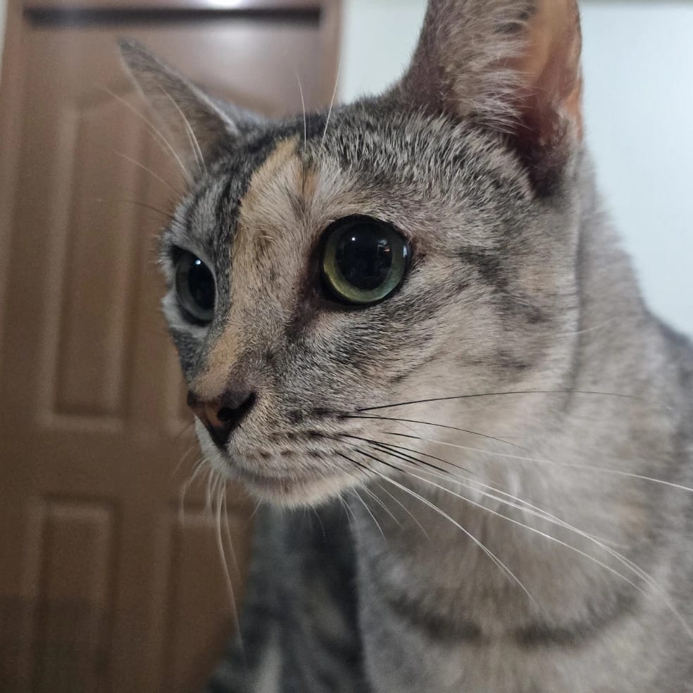 Mochi