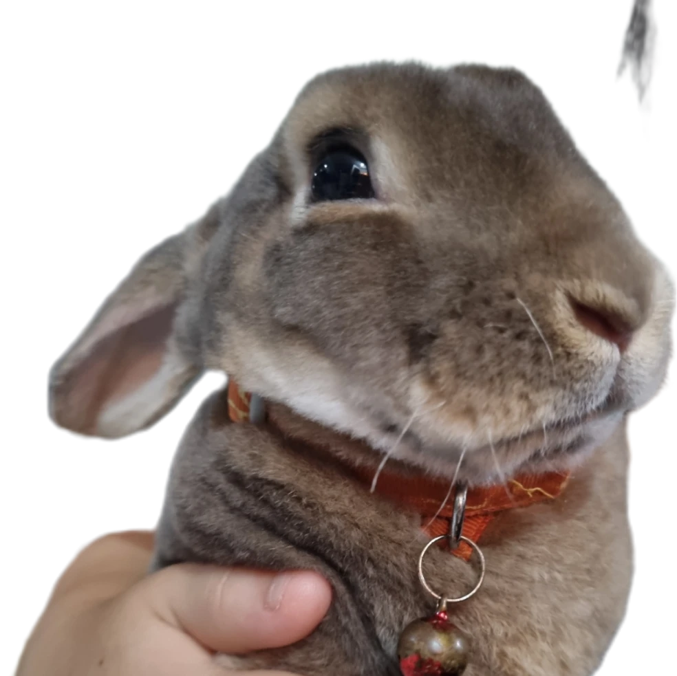 Bun bun