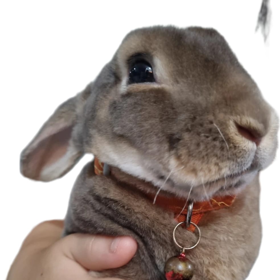 Bun bun