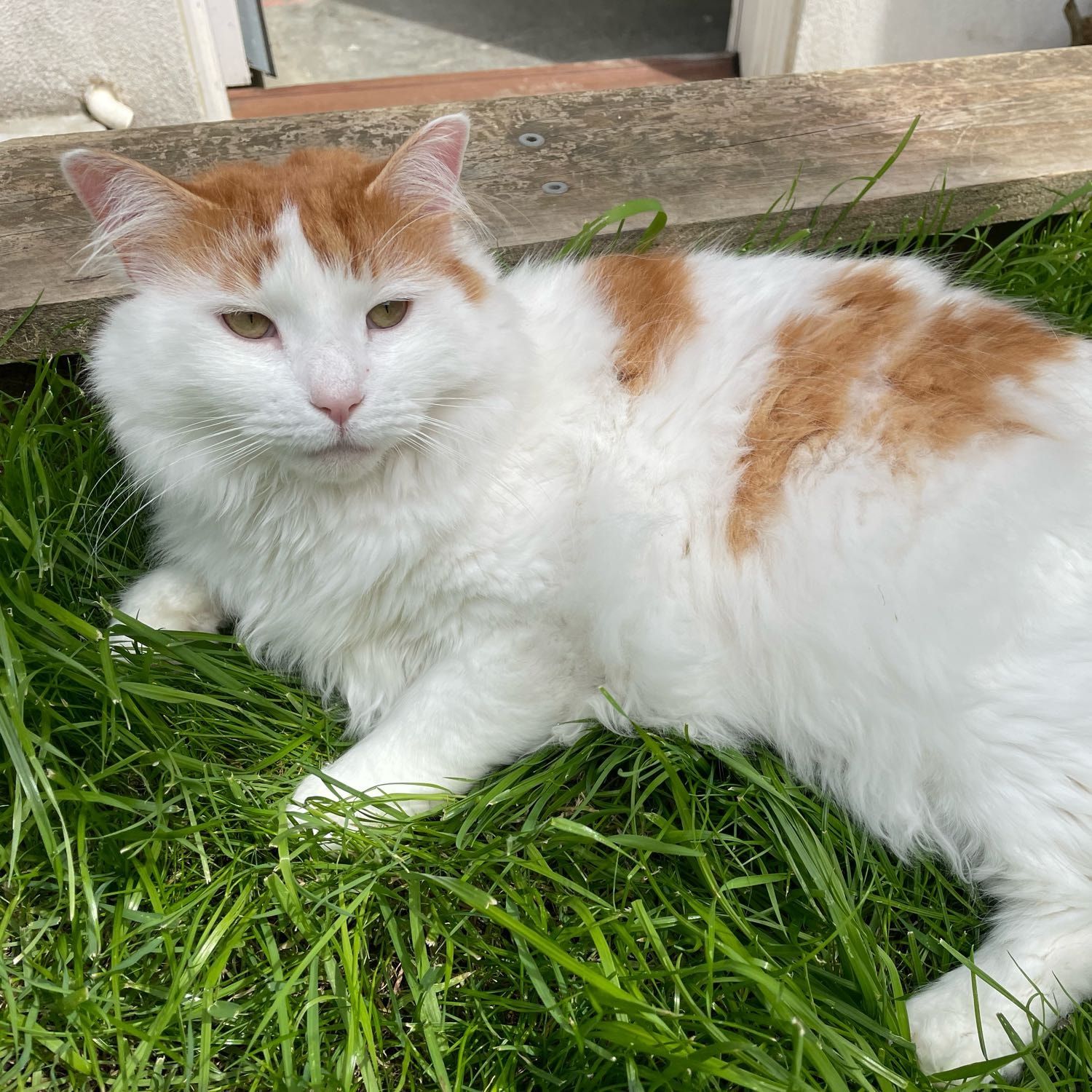 Cici