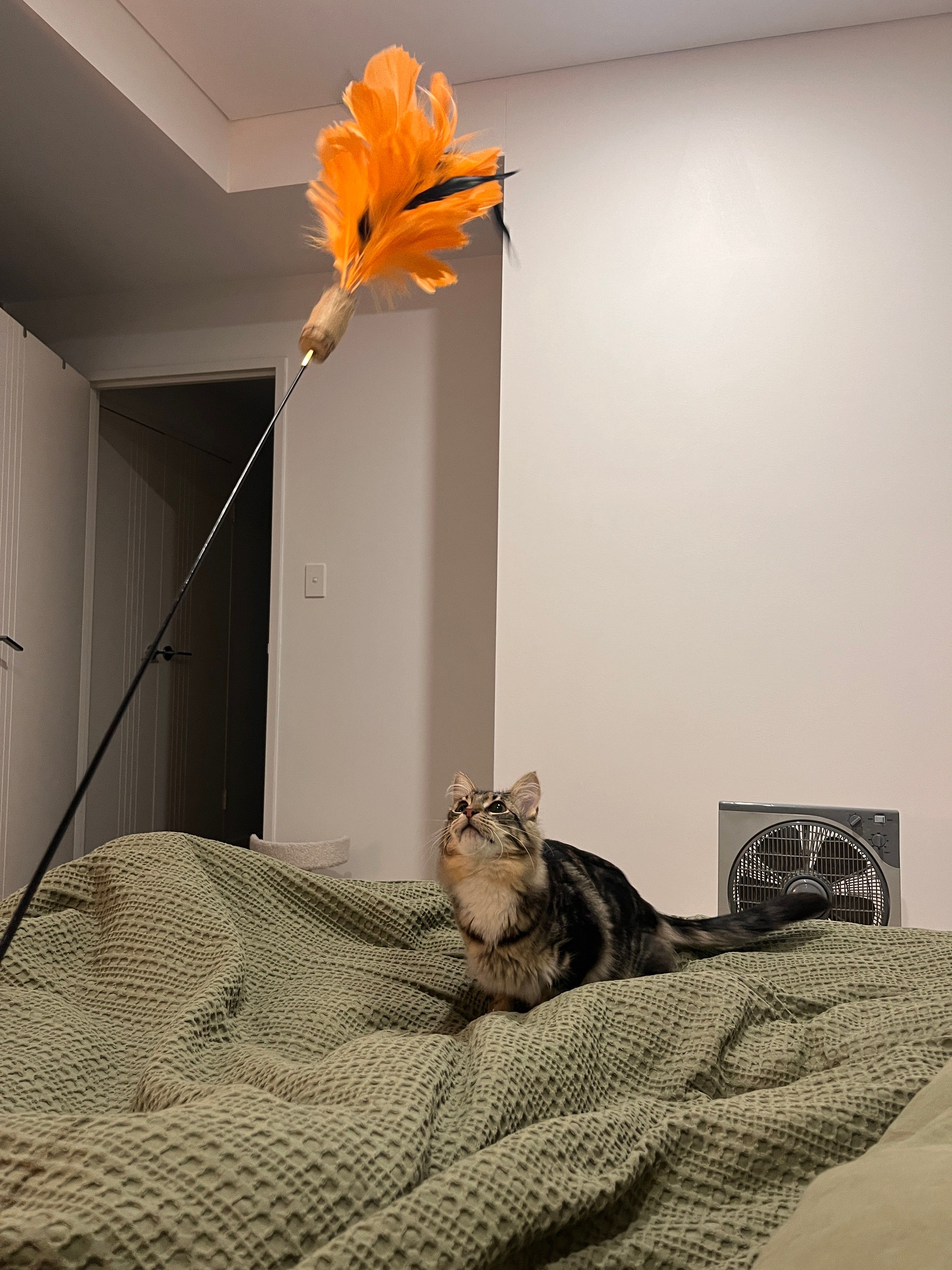 image-9