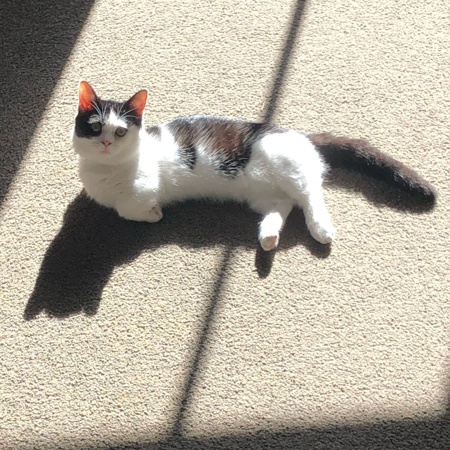 Kitkat