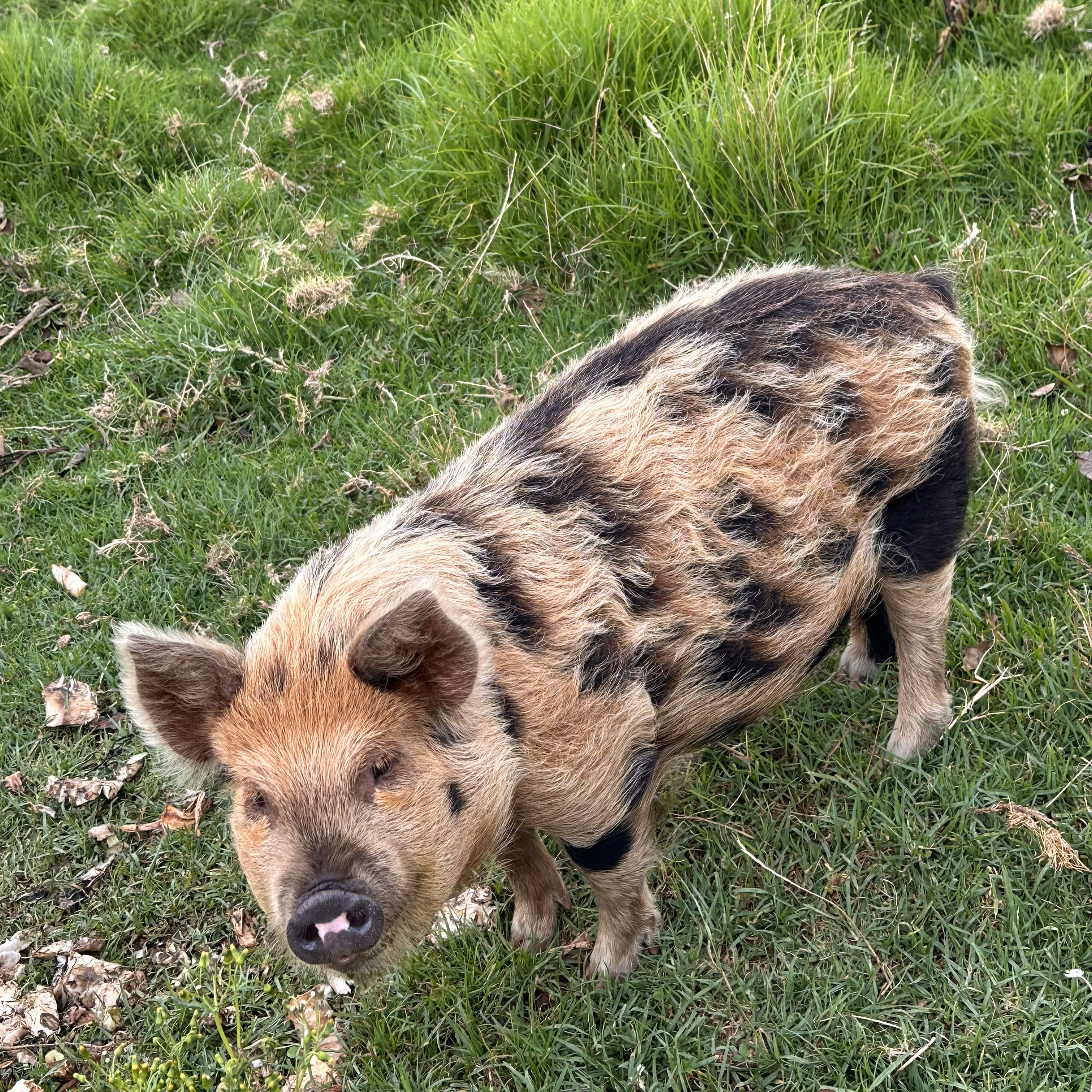 Billy - Kunekune pig