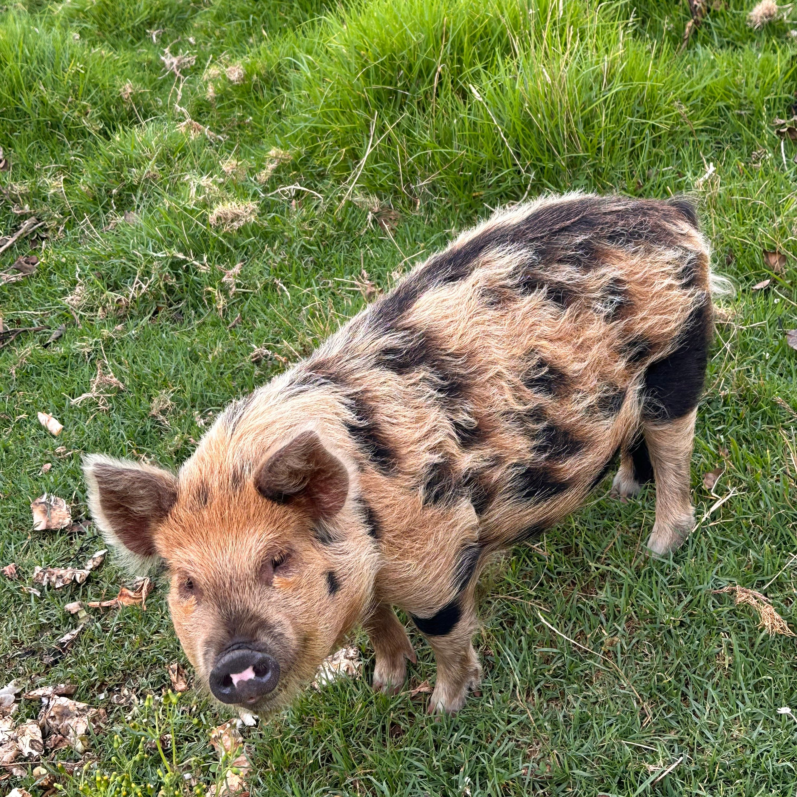 Billy - Kunekune pig