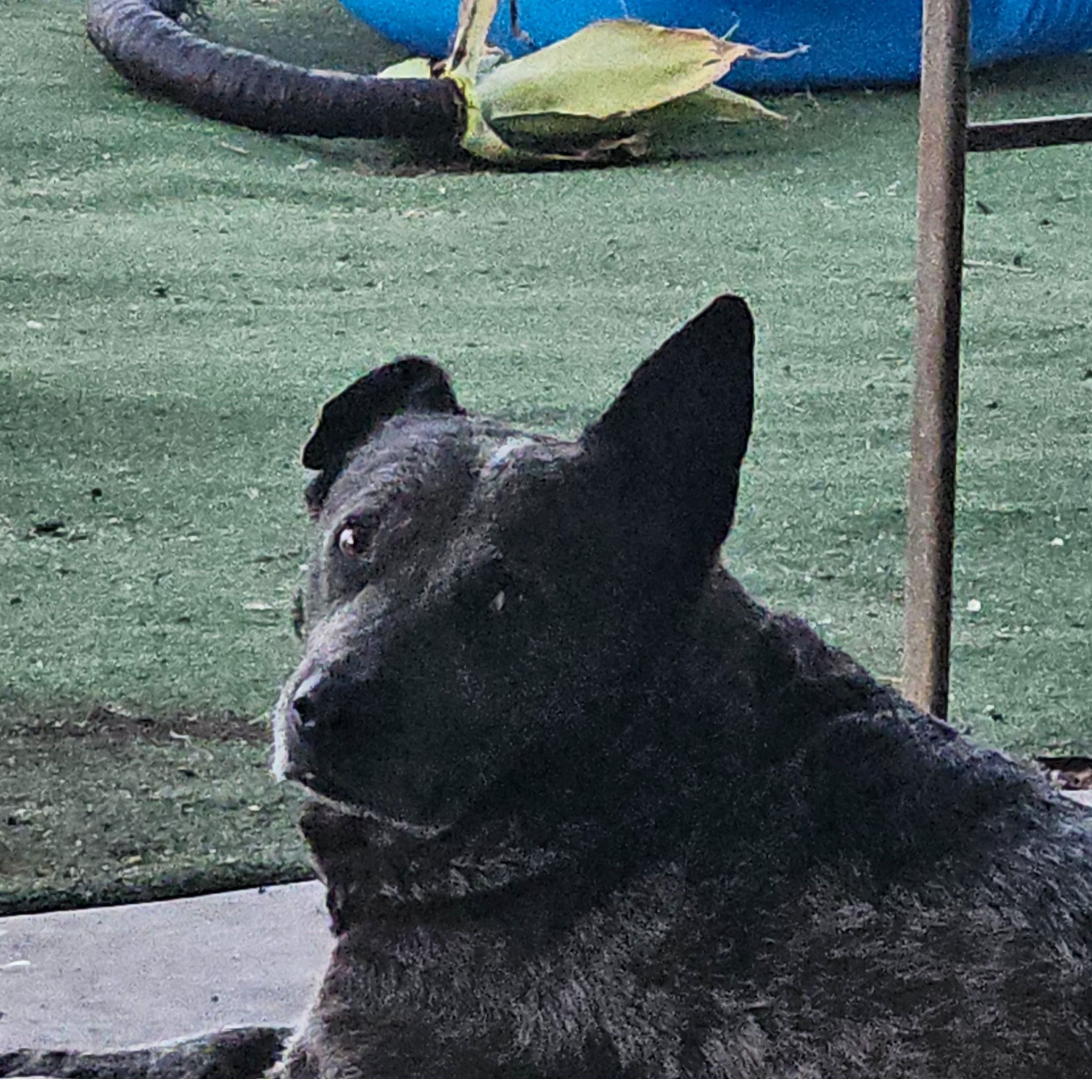 Dozer