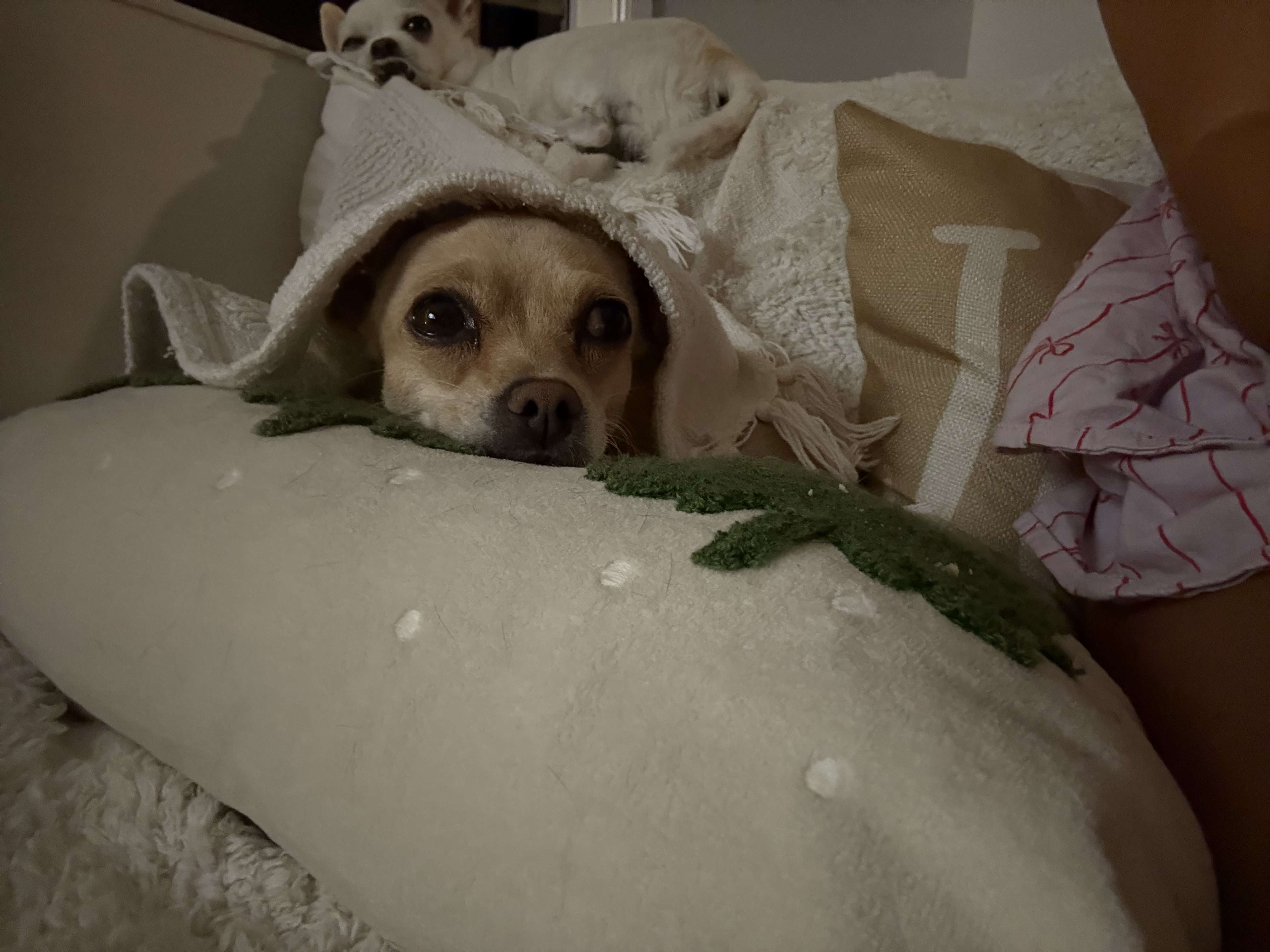 image-7