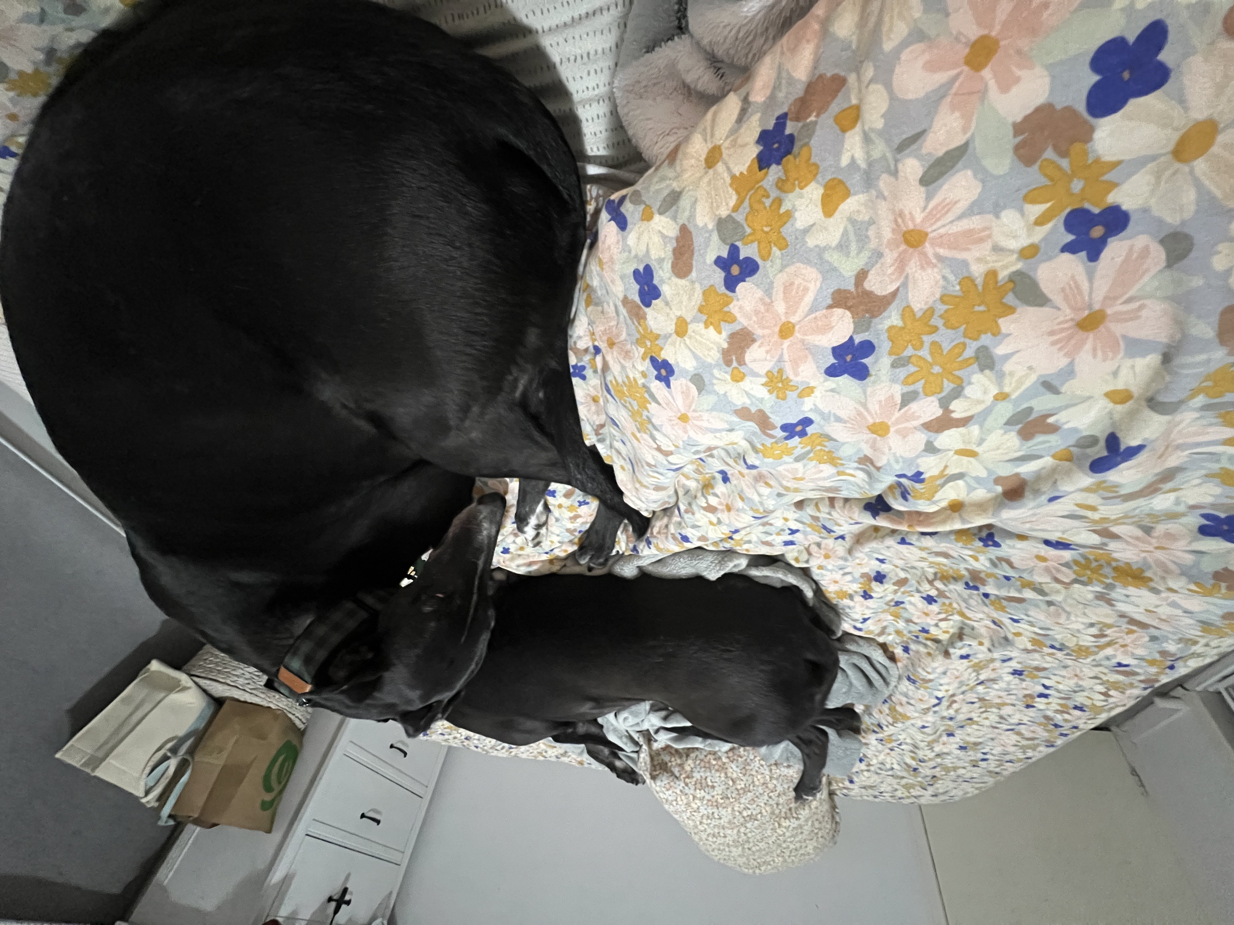 image-42