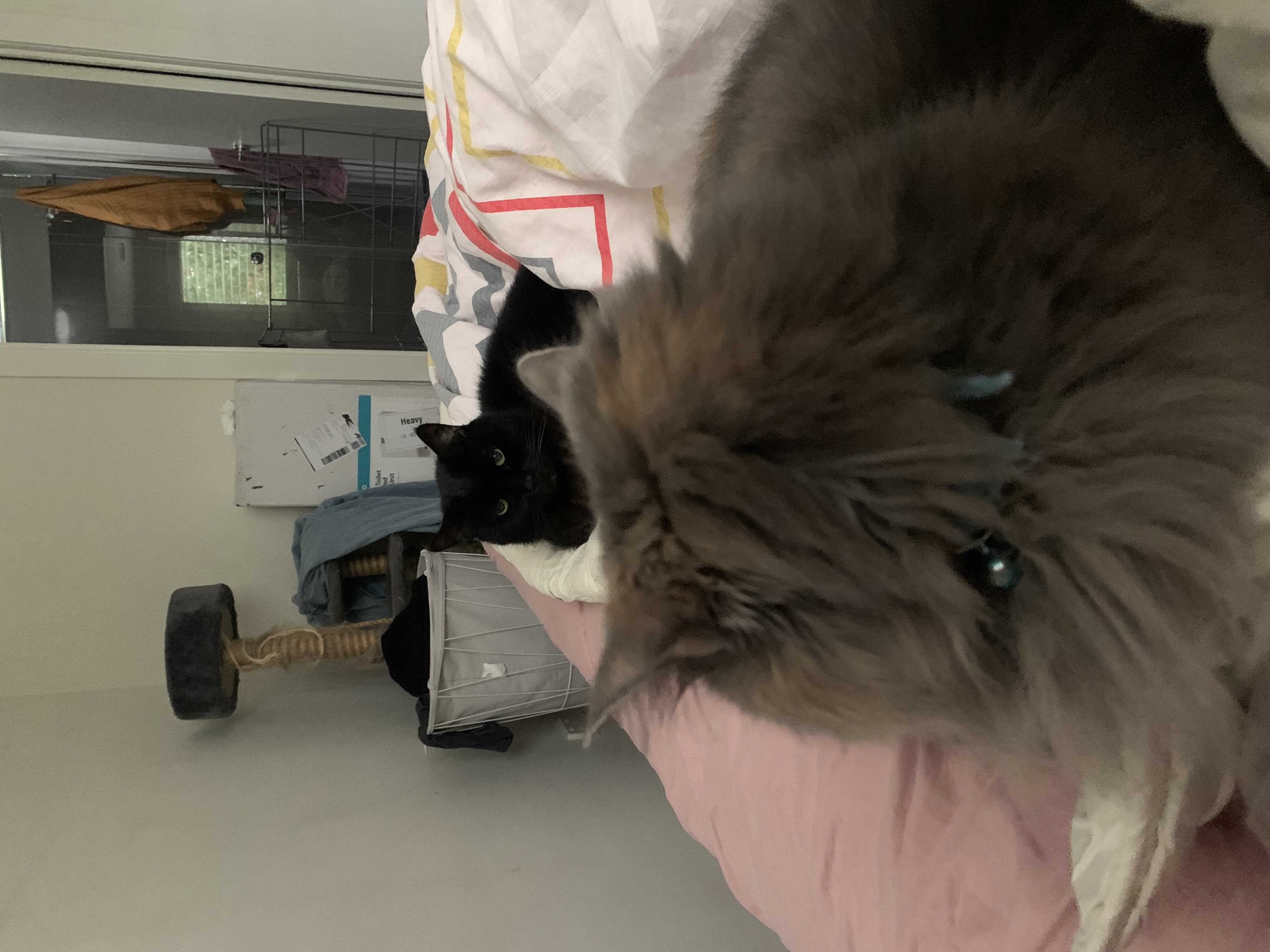 image-7
