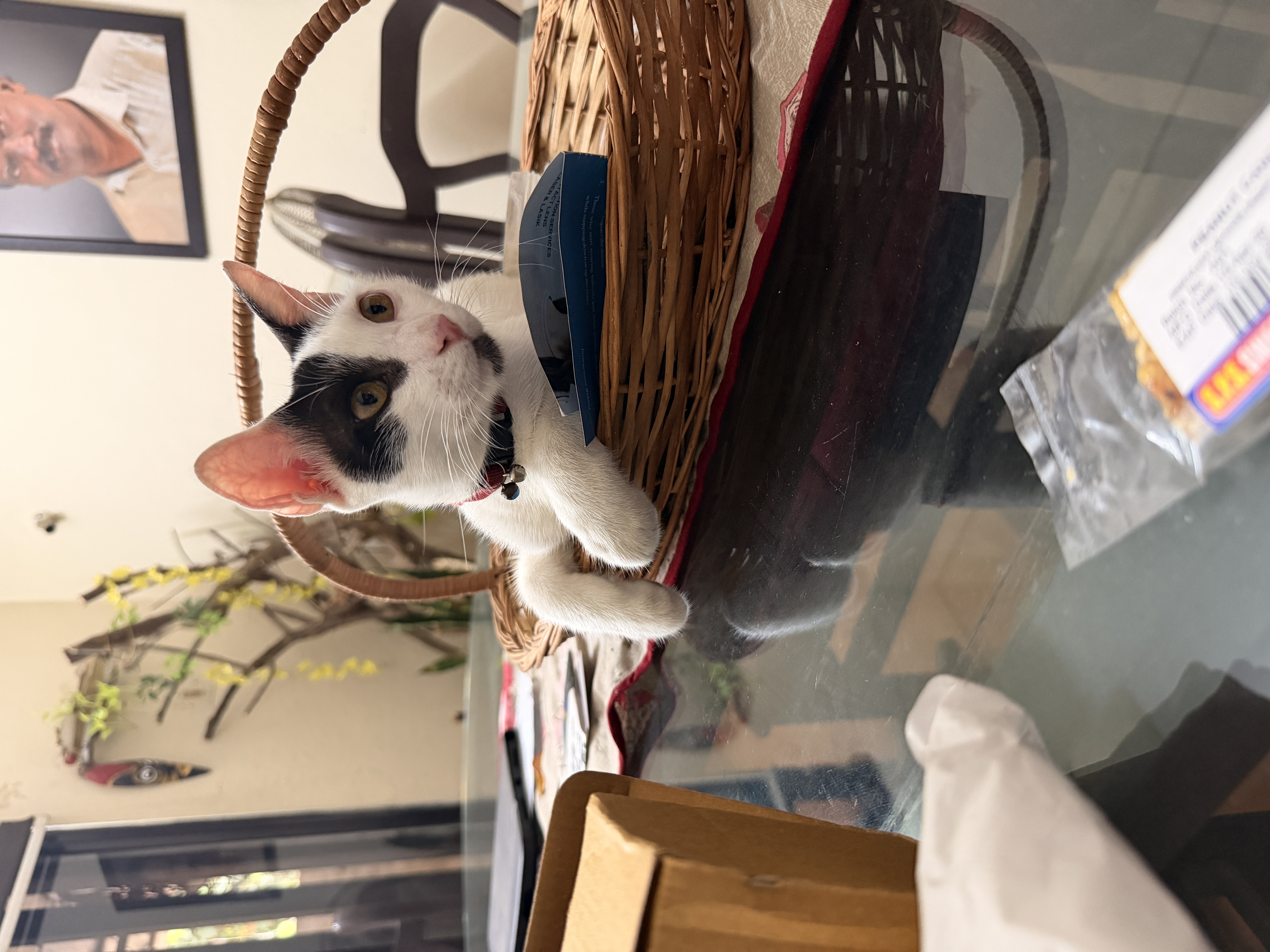 image-7
