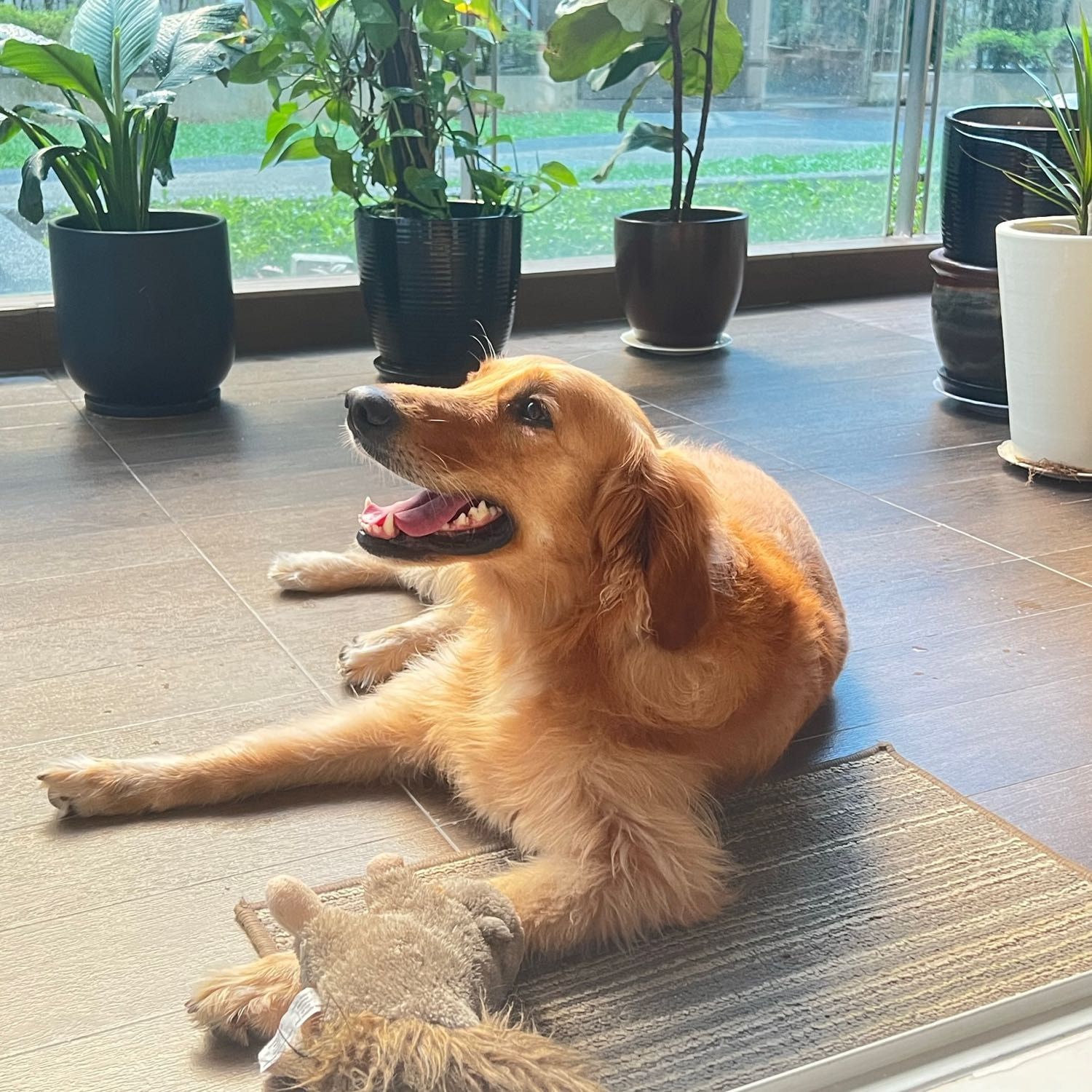 Milo (in doggy heaven)