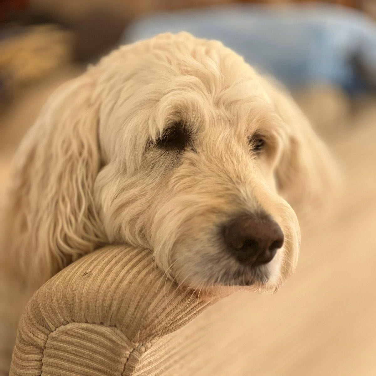 Oscar