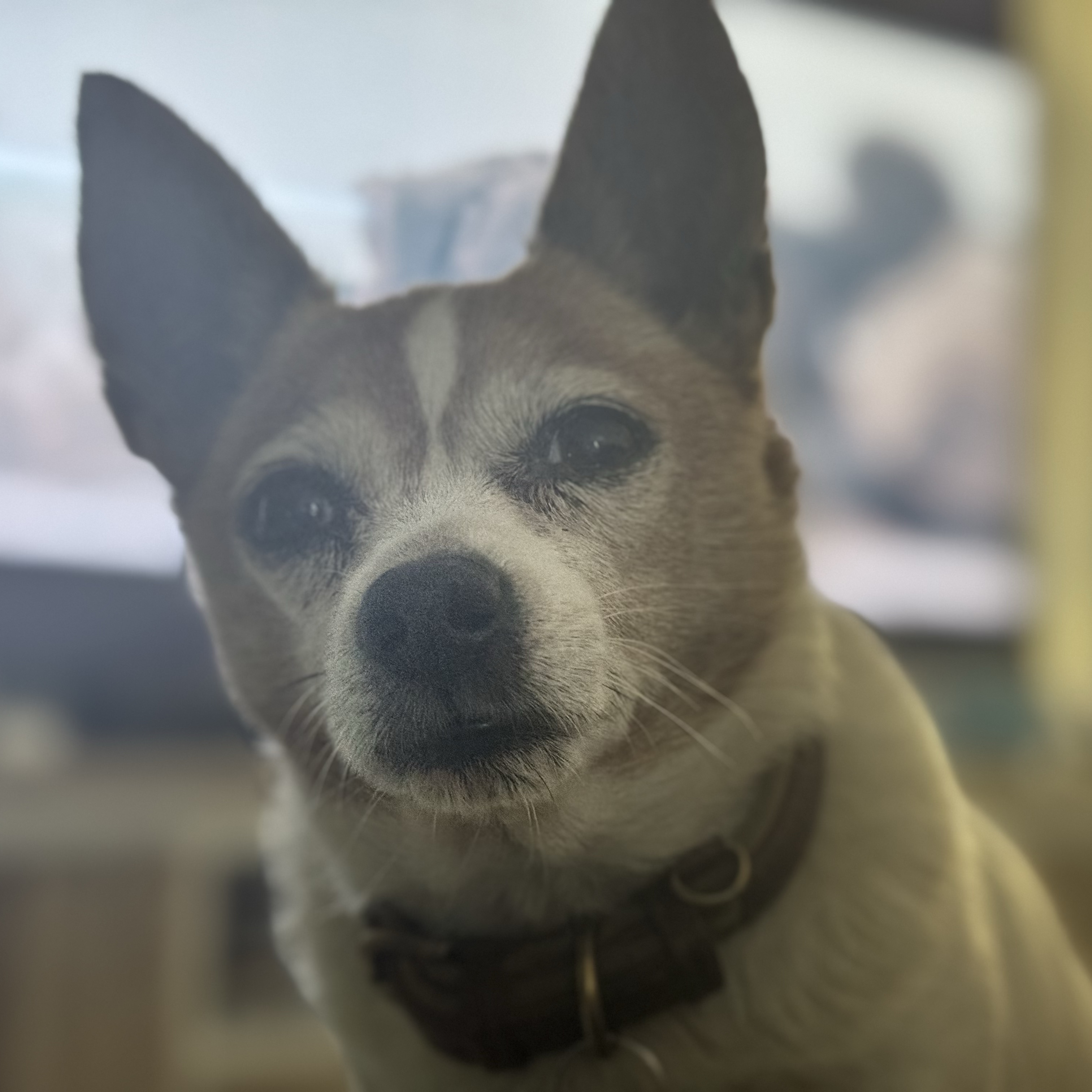 Kheho
