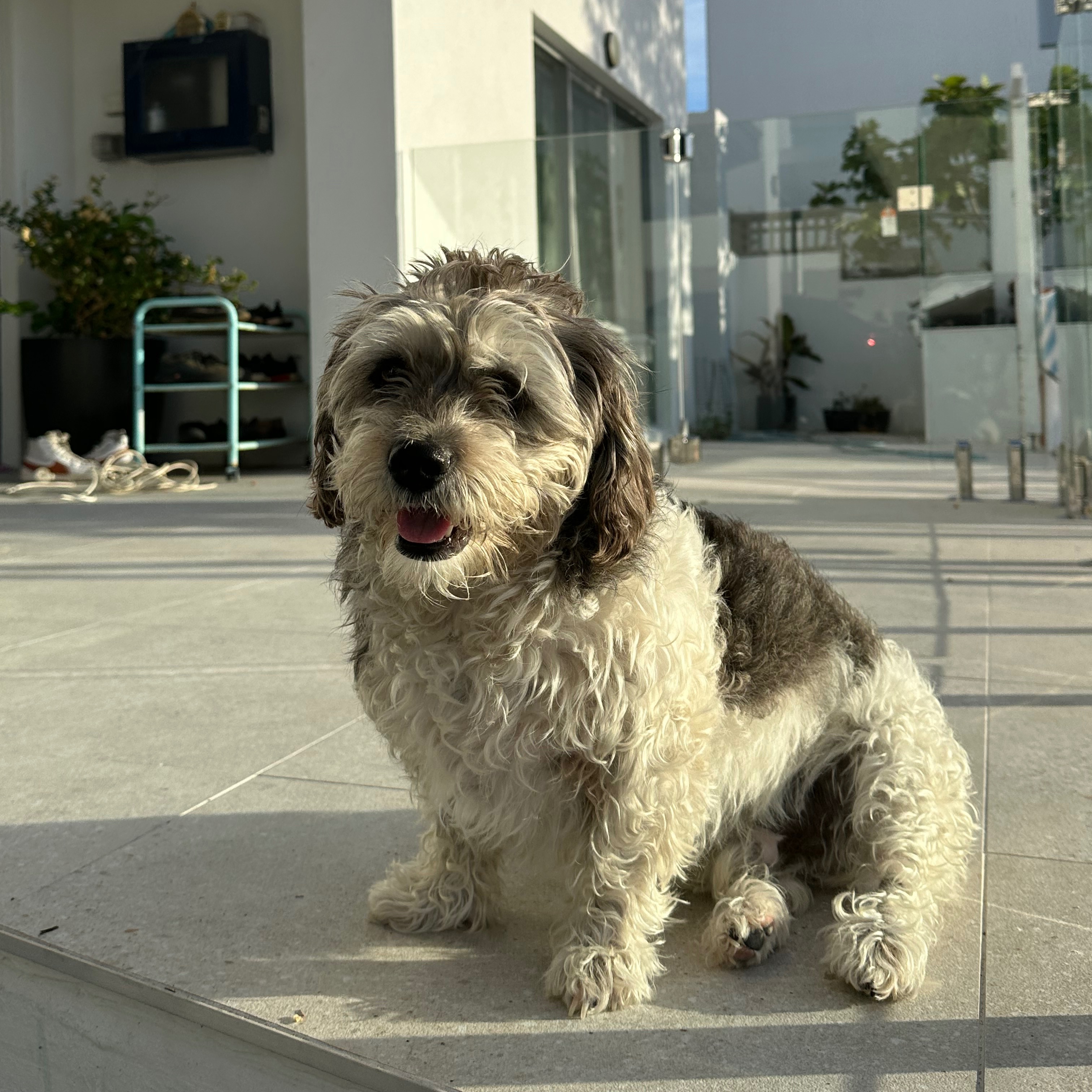 Alfie