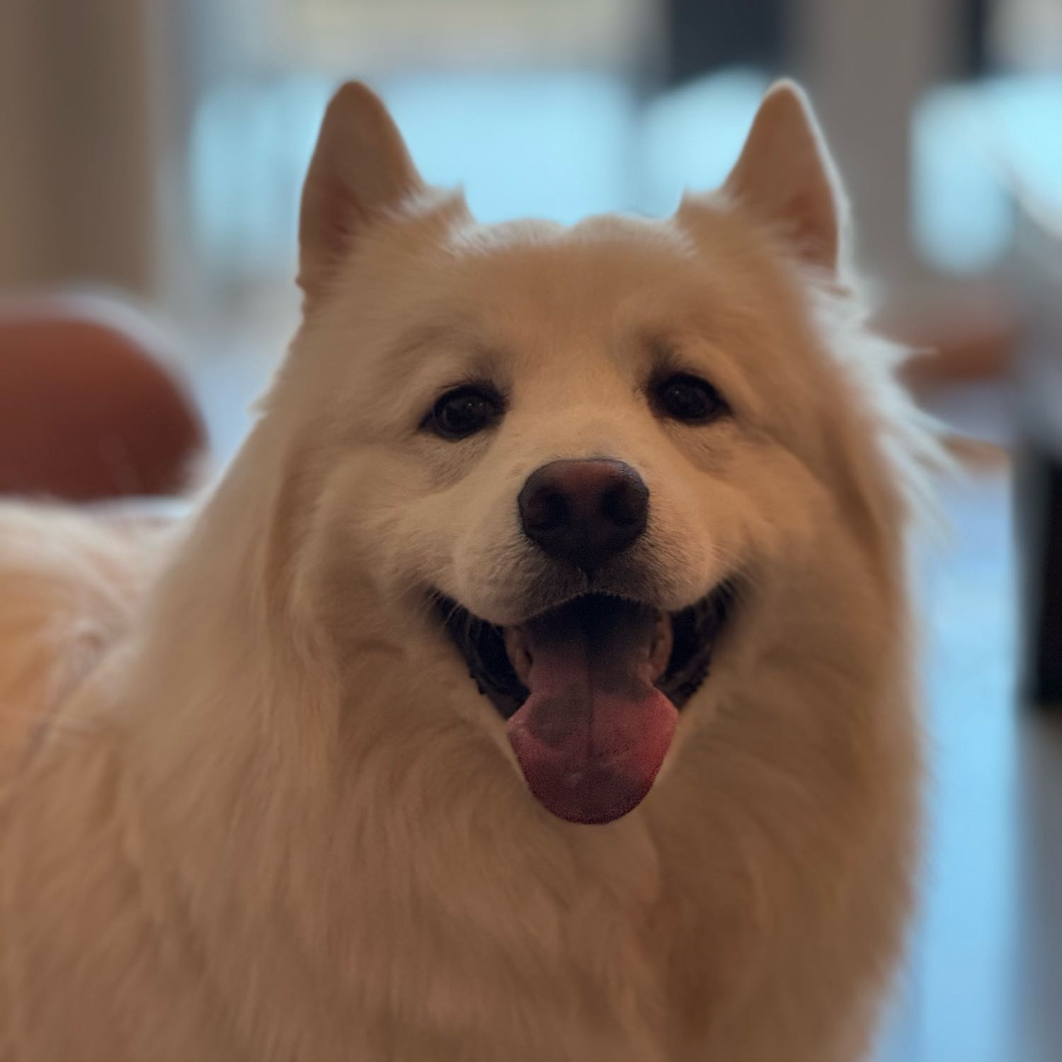 Nanuq