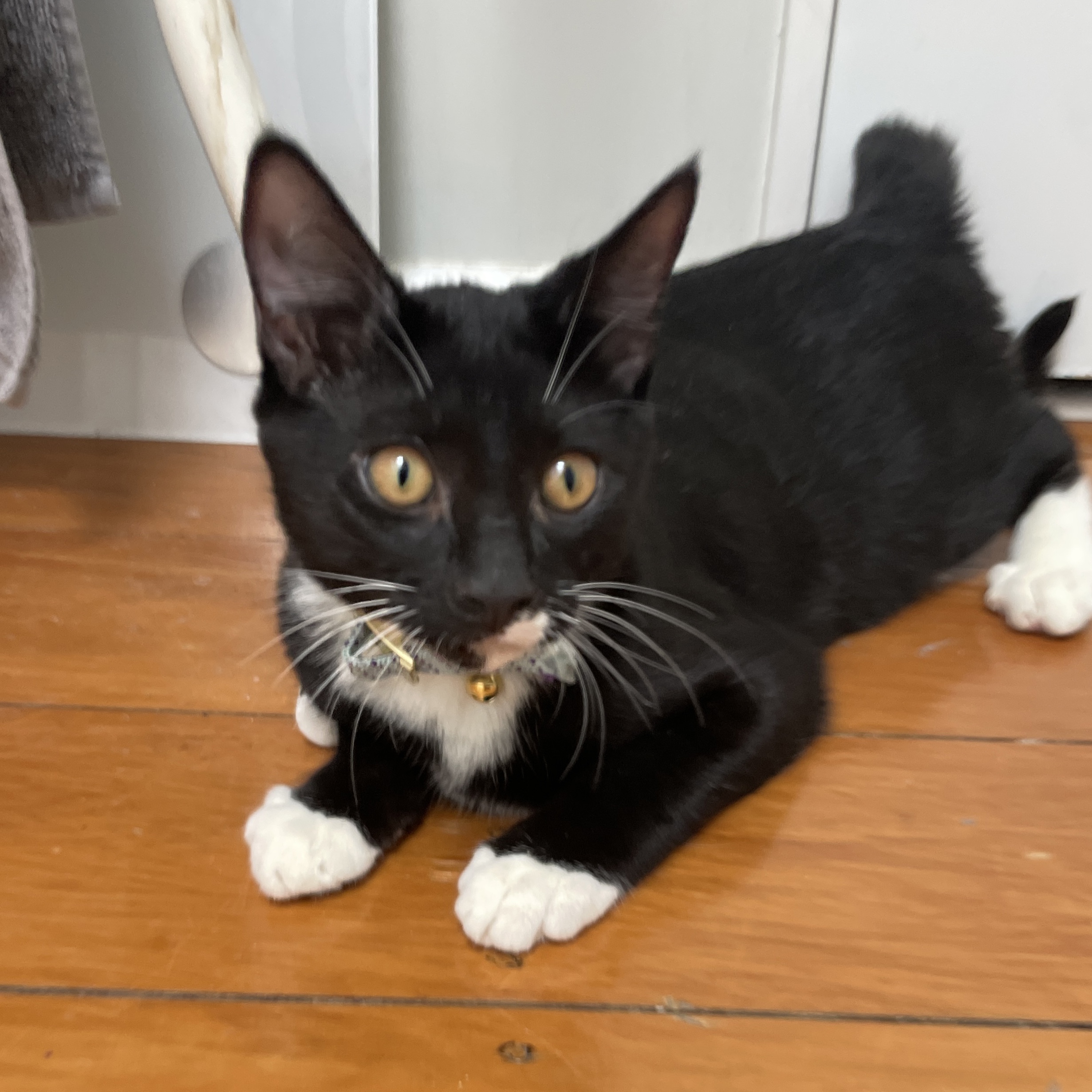 Frankie