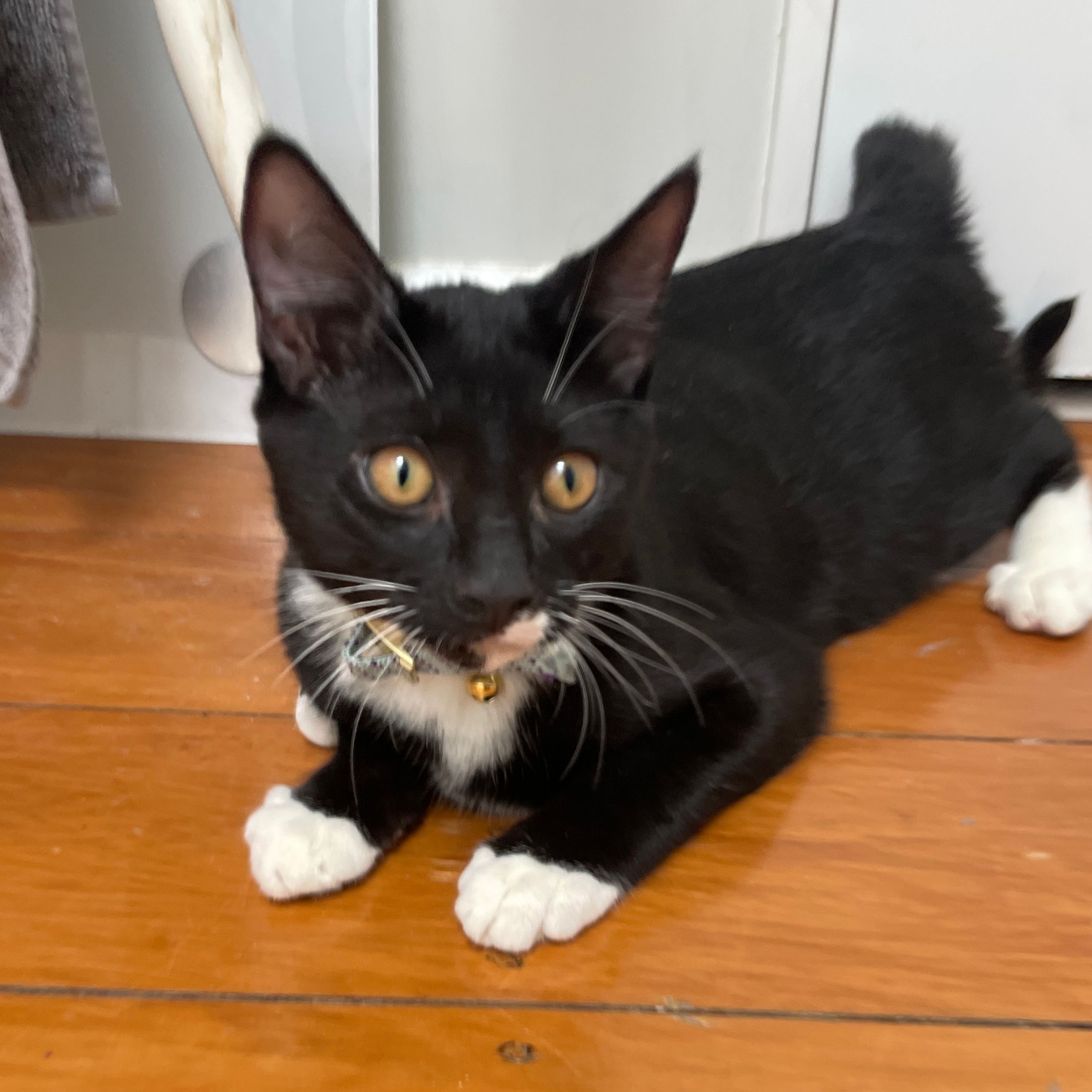 Frankie