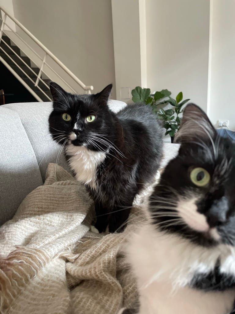 image-4