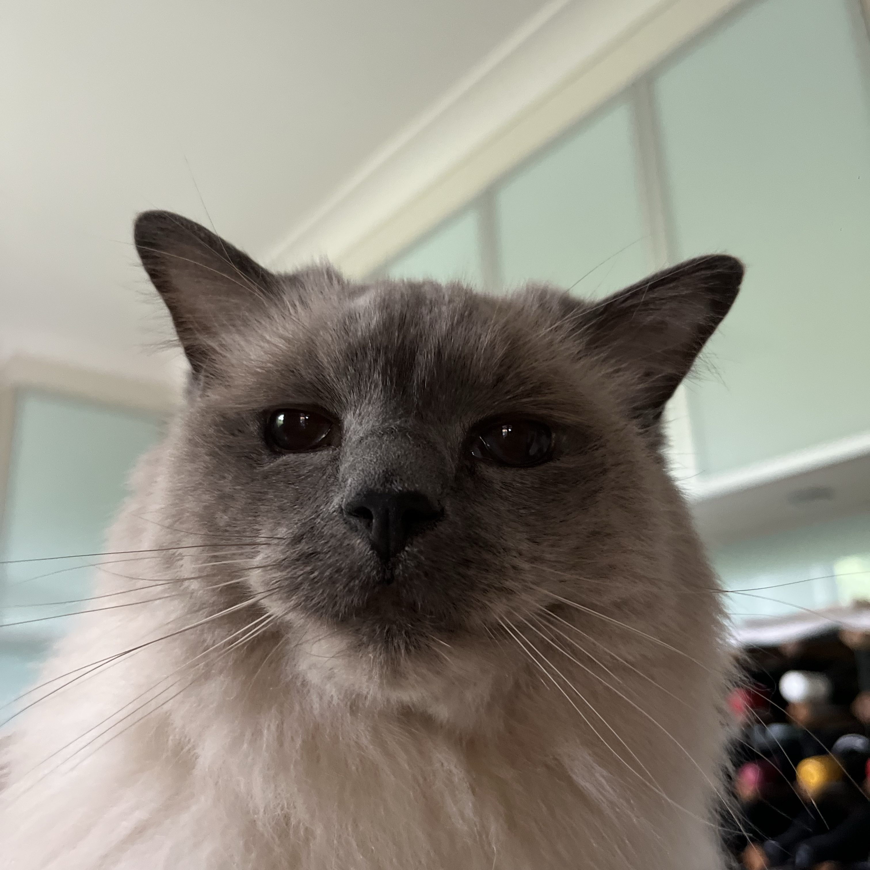 Milo