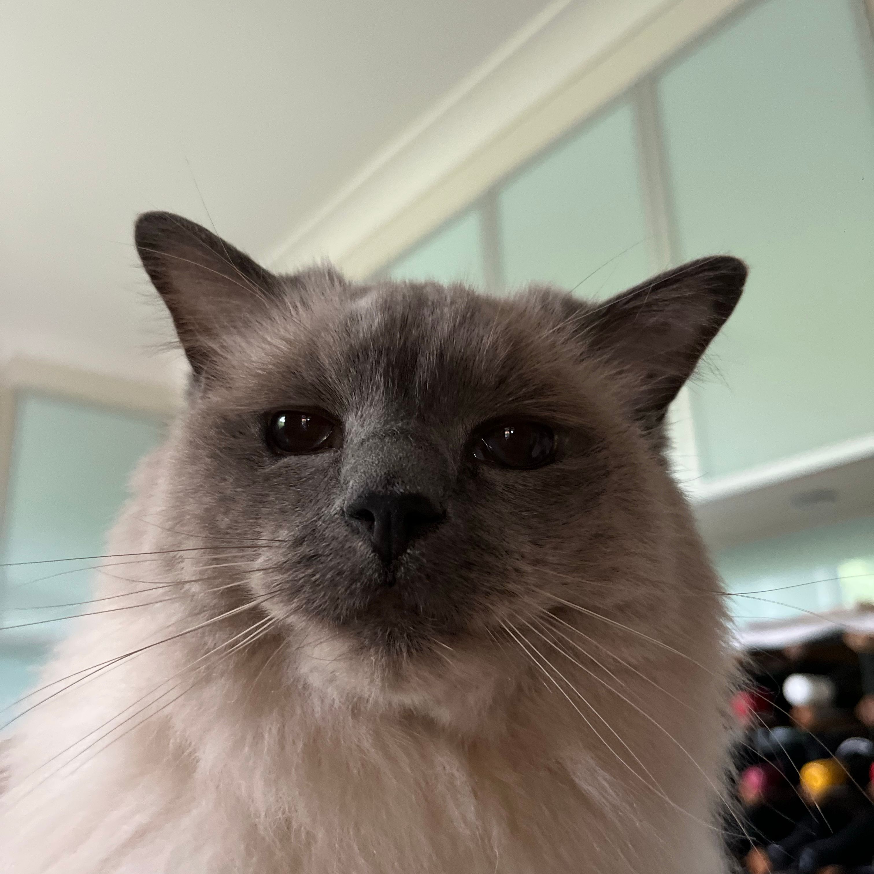 Milo