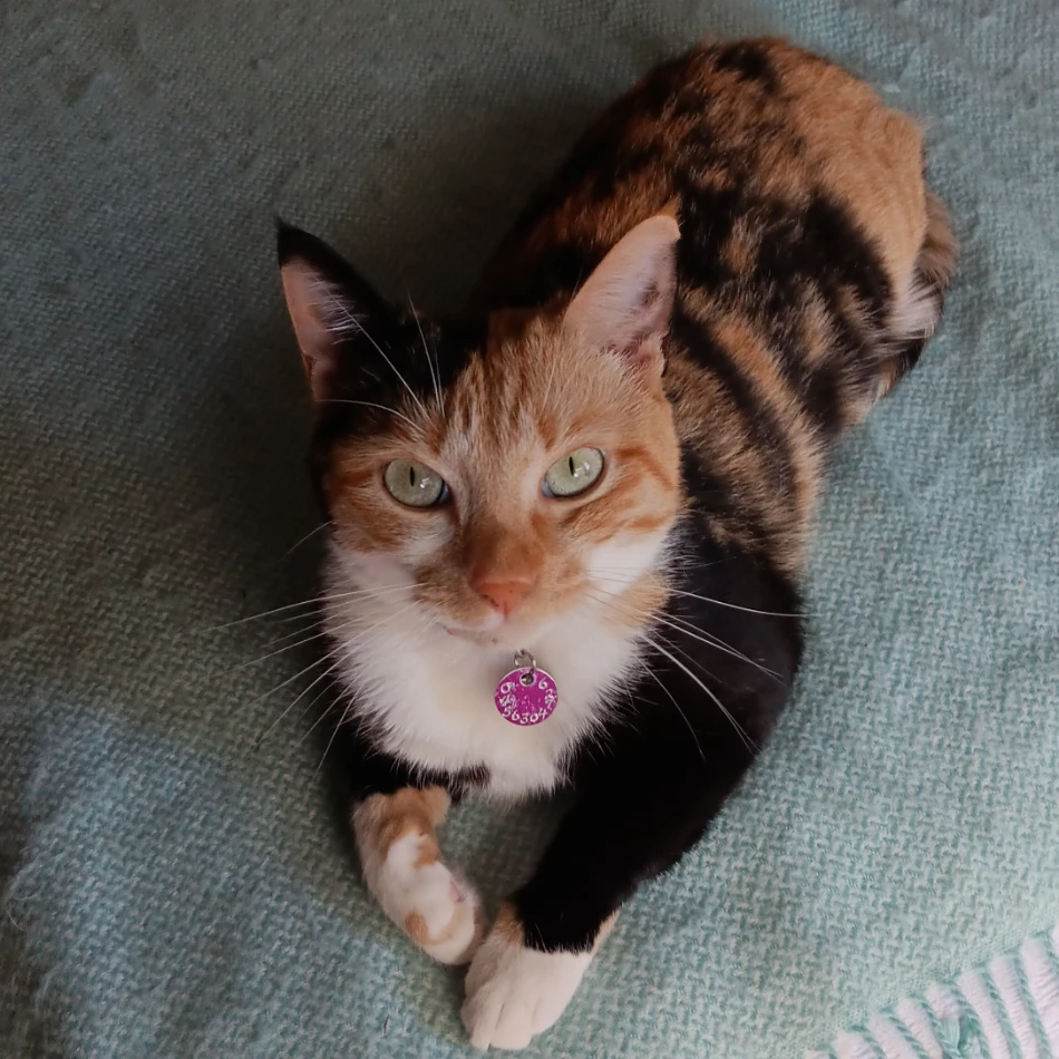 Cleo