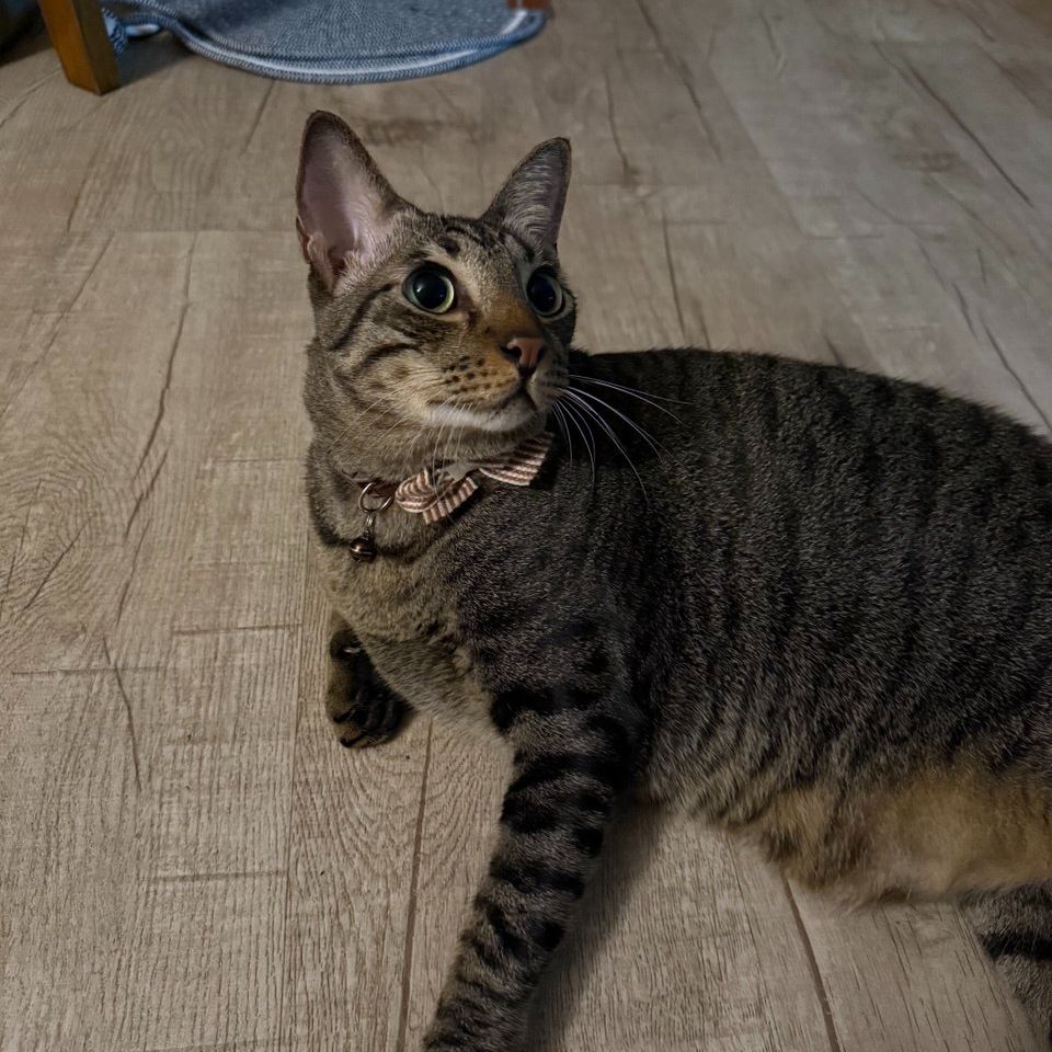 Toki