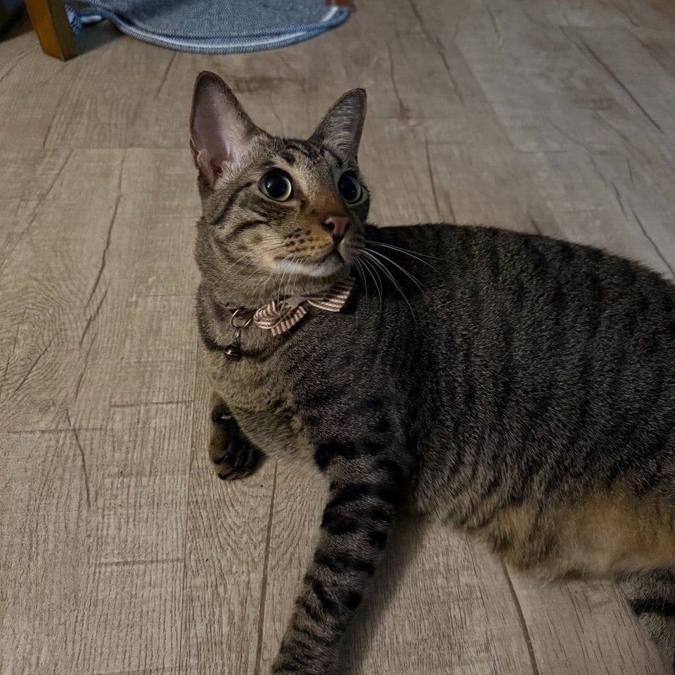 Toki