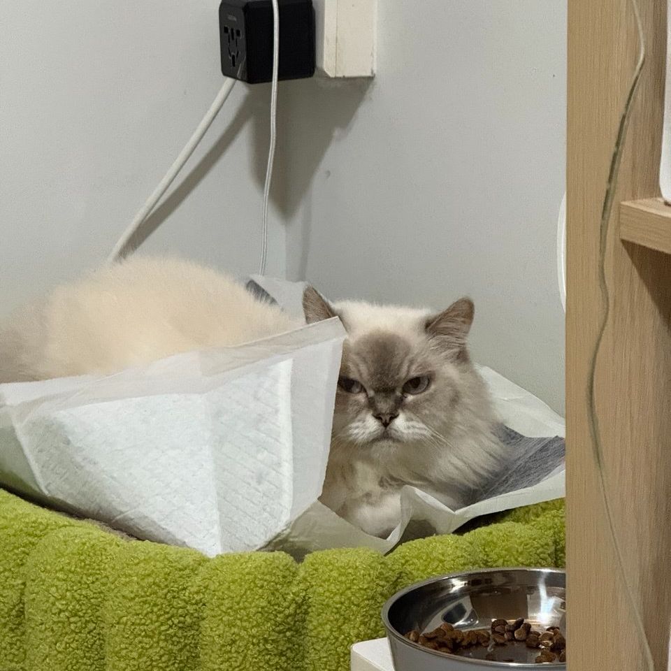 Yuki