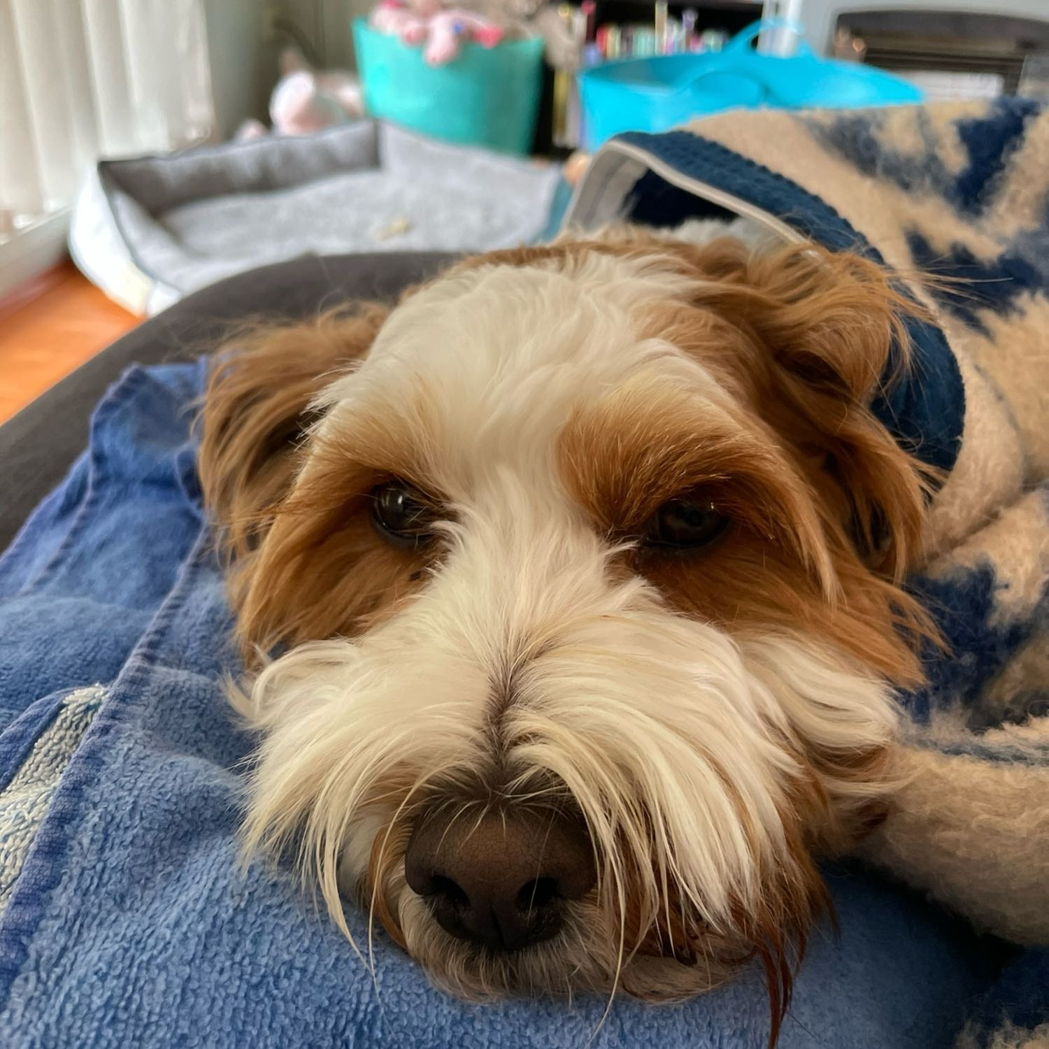 Millie