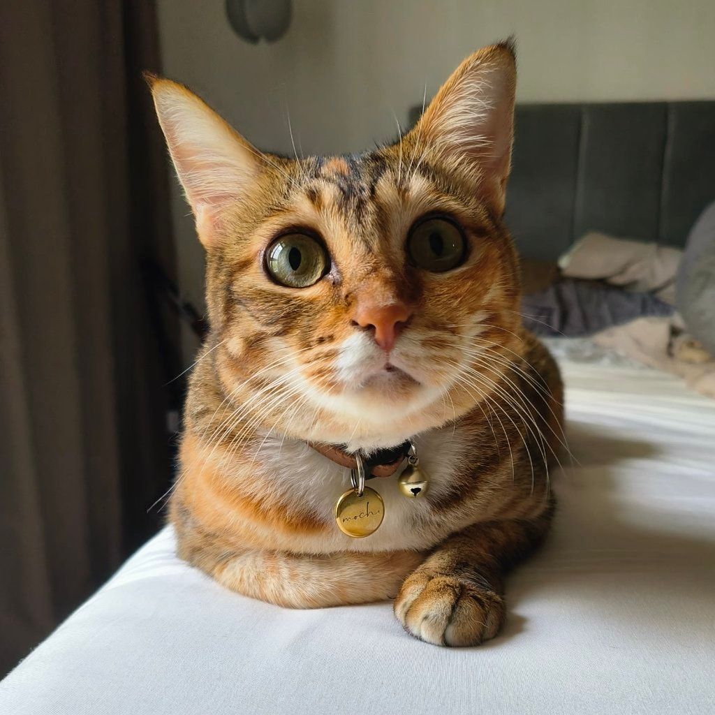Mochi