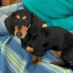 Molly