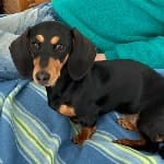 Molly