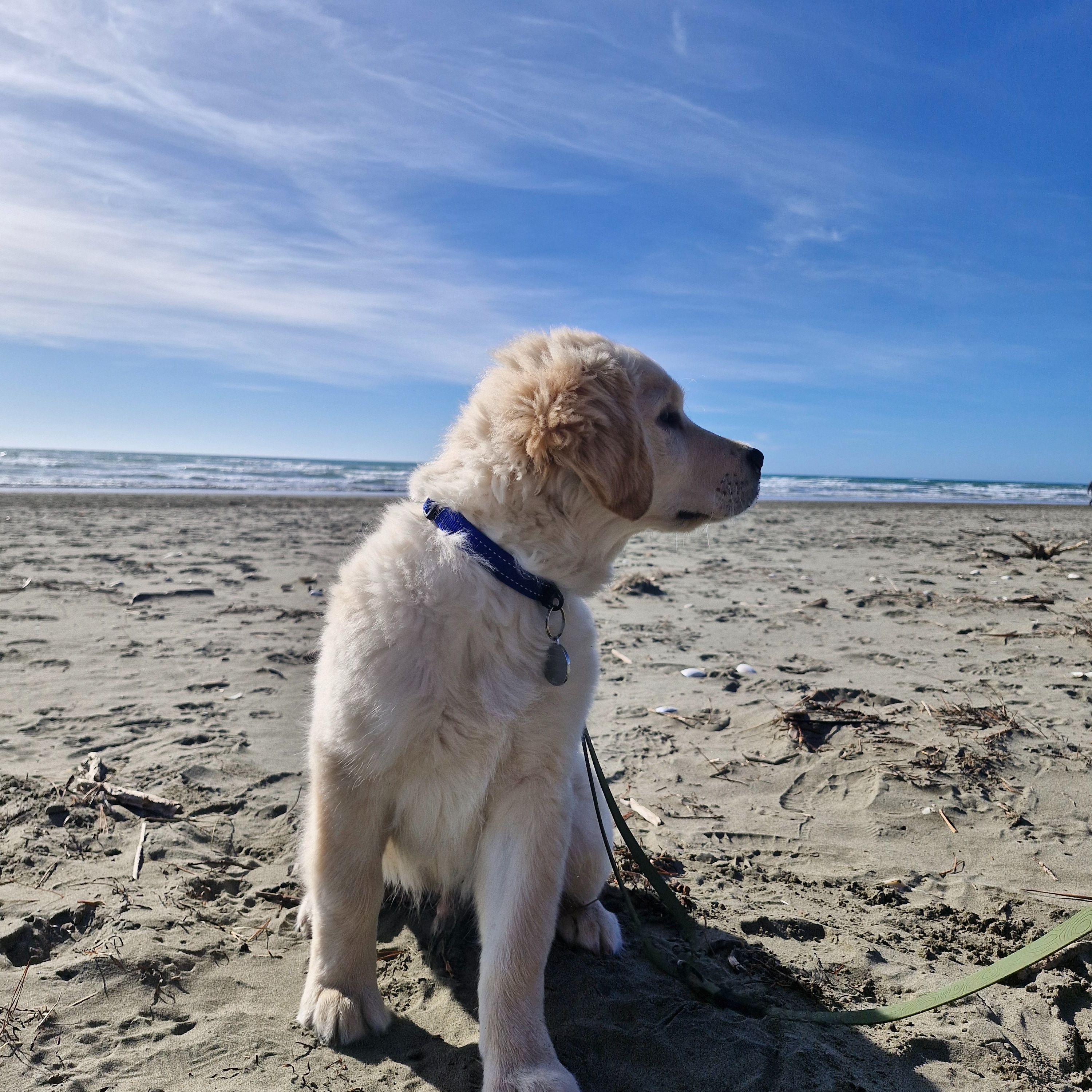Cooper 
