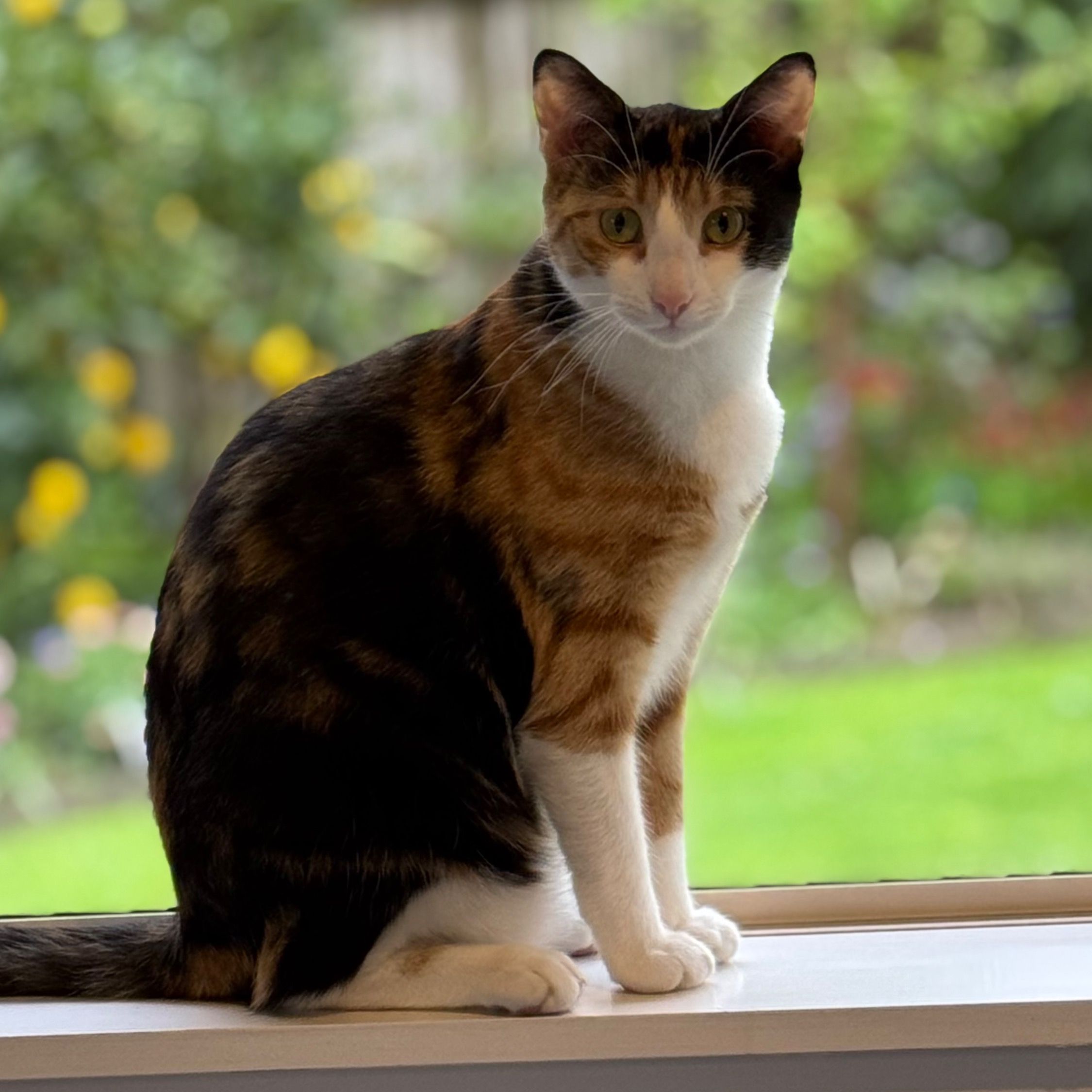 Willow