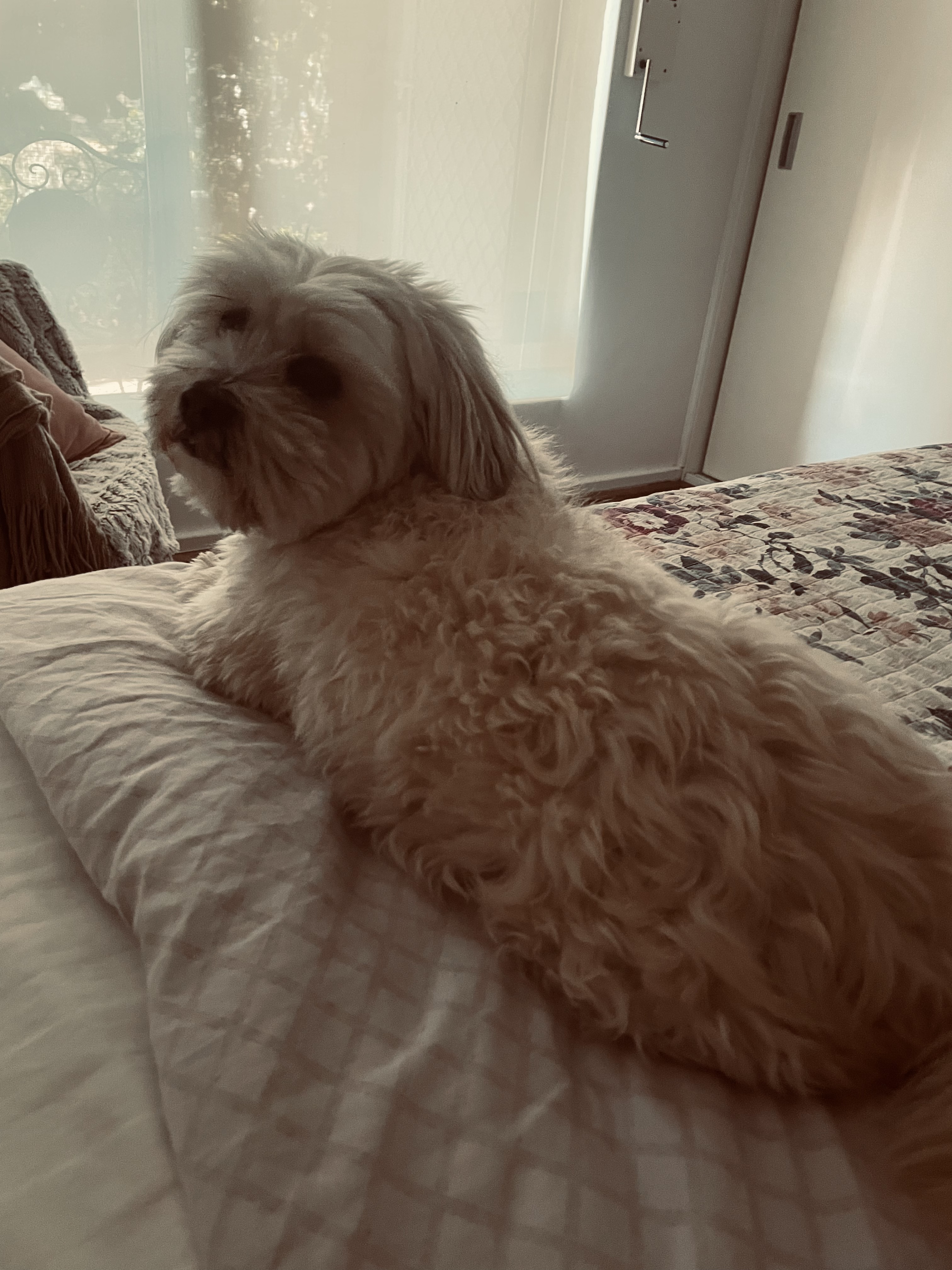 image-7