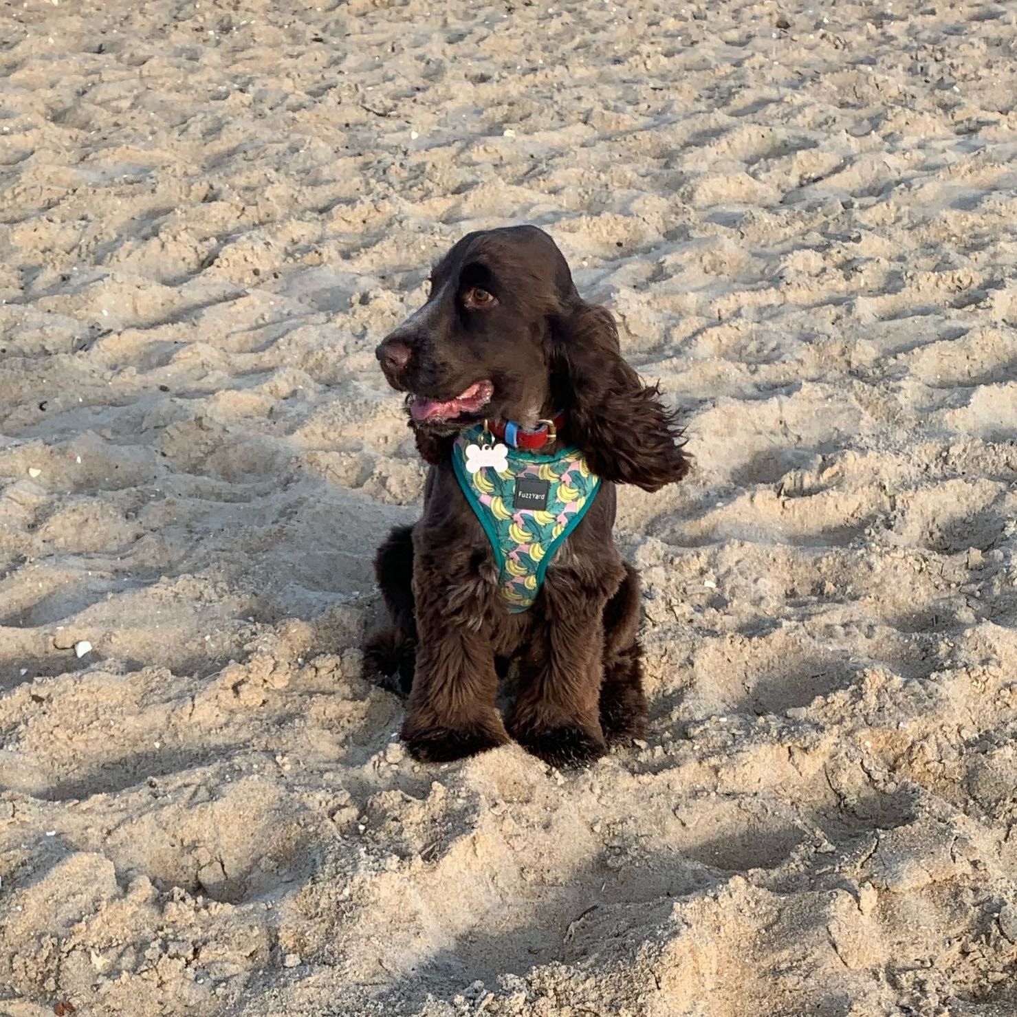 Bruce