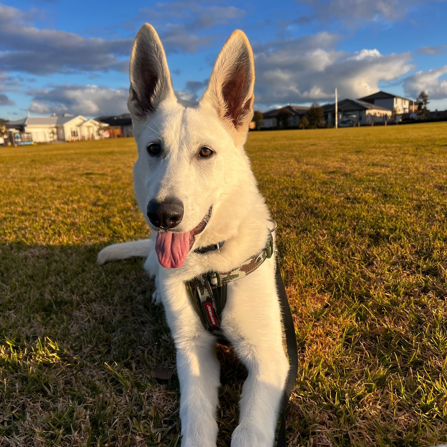Albus