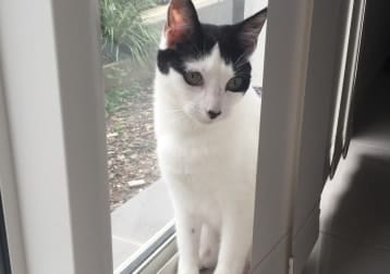 Kali