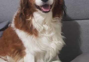 Ollie