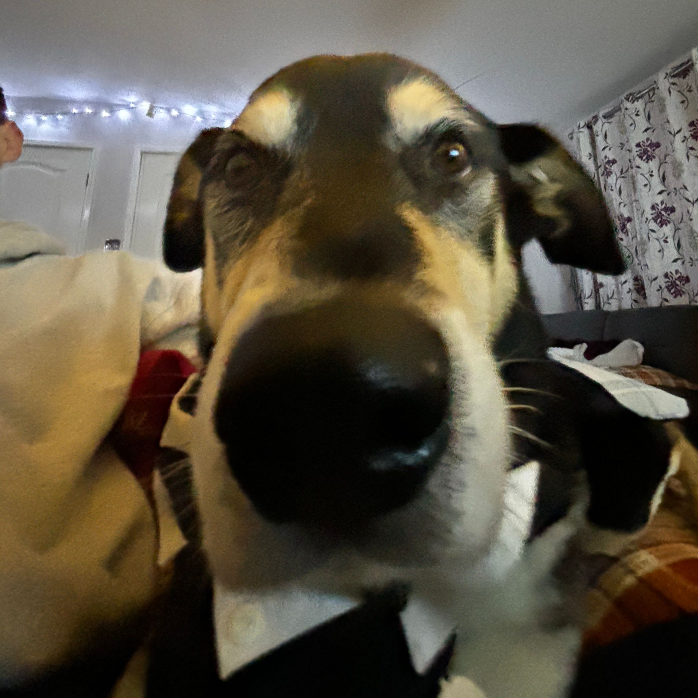 Scamp