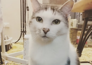 Lulu (deceased)