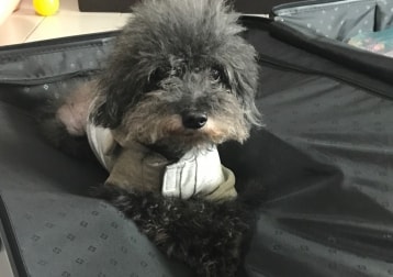 Paris Alexander Seow