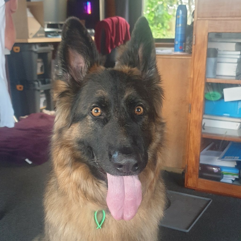 Baloo