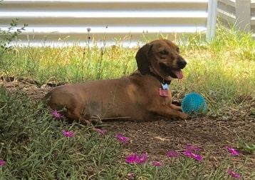 Winston