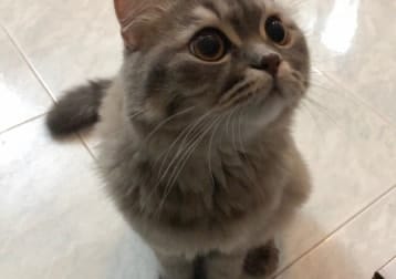 Mochi