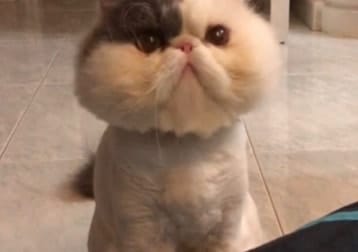 Marshmallow