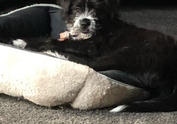 Luca