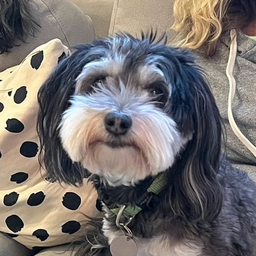 Ziggy