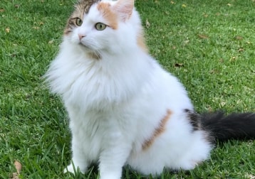 Aná